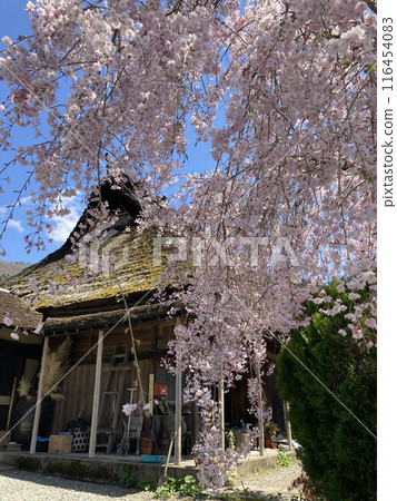 櫻花環繞的寺門 櫻花環繞的寺門 116454083