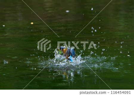 Food chain 116454091