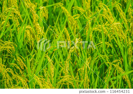 仙台平原鄉村 116454231