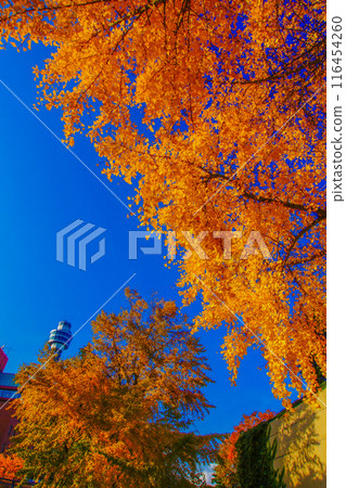 Autumn sky and autumn leaves Autumn sky and autumn leaves 116454260