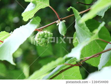 Young fruits of Actinidia japonica growing (galled fruits and normal fruits) 116454400