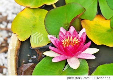 Red water lily flower (summer, June) Red water lily flower (summer, June) 116454563