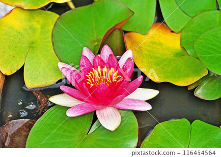 紅色睡蓮花(夏季,六月) 紅色睡蓮花(夏季,六月) 116454564