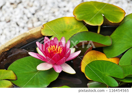 紅色睡蓮花(夏季,六月) 紅色睡蓮花(夏季,六月) 116454565