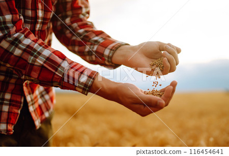 Farmer's hands Close-up pours a handful of wheat grain on a wheat field. Growth nature harvest. Farmer's hands Close-up pours a handful of wheat grain on a wheat field. Growth nature harvest. 116454641
