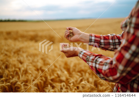 Farmer's hands Close-up pours a handful of wheat grain on a wheat field. Growth nature harvest. 116454644