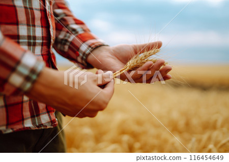 Wheat sprouts in a farmer's hand. Agricultural growth and farming business concept. 116454649