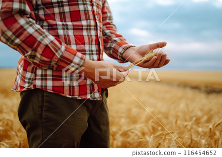 Wheat sprouts in a farmer's hand. Agricultural growth and farming business concept. 116454652