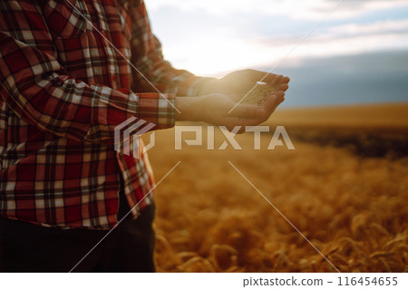 Farmer's hands Close-up pours a handful of wheat grain on a wheat field. Growth nature harvest. 116454655