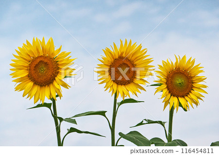 Yellow sunflower flowers in a sunflower field (summer, June) 116454811
