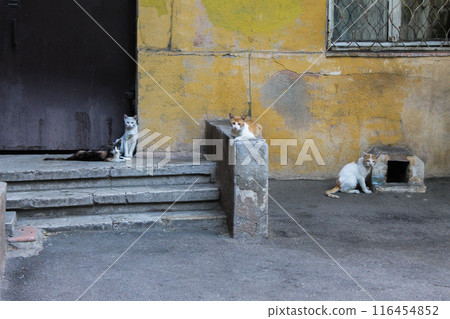 Many stray homeless cats near old house looking at camera 116454852