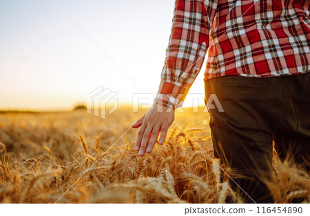 Amazing view with Man With His Back To The Viewer In A Field Of Wheat Touched By The Hand Of Spikes. 116454890