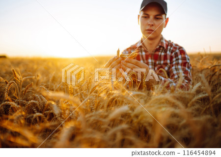 Man touching wheat spikelets in field. Farmer with ears of wheat in a wheat field. Agro business. Man touching wheat spikelets in field. Farmer with ears of wheat in a wheat field. Agro business. 116454894