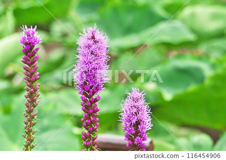 Purple liatris flower (summer, June) Purple liatris flower (summer, June) 116454906