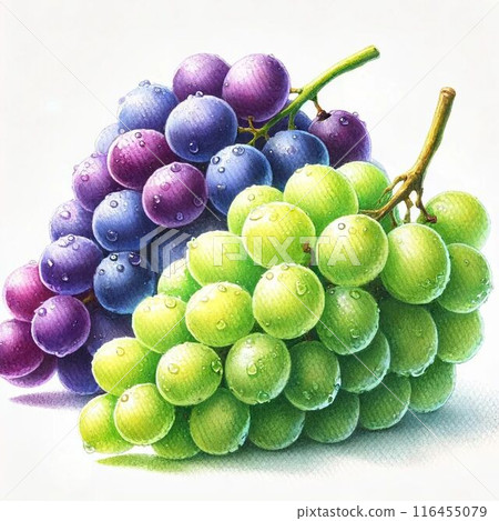 多汁的巨峰和馬斯喀特的水彩風格插圖 116455079