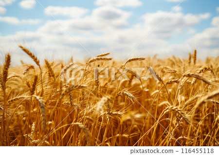 Amazing background of ripening ears of yellow wheat field against blue sky. Golden wheat field. 116455118