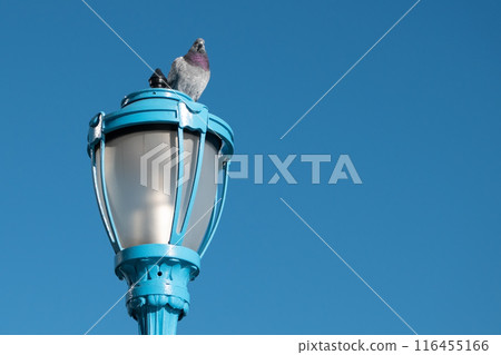 Pigeon in the park, close-up, selective focus. Pigeons sitting on the railing of a bridge in New York City 116455166