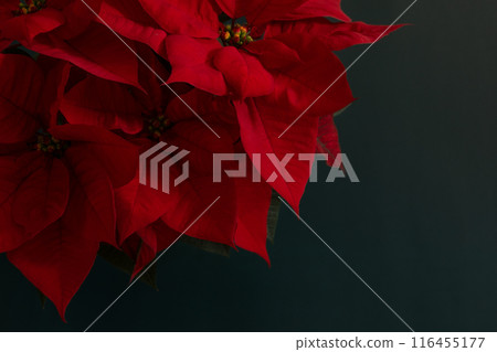 Red poinsettia Christmas flower on a dark background 116455177