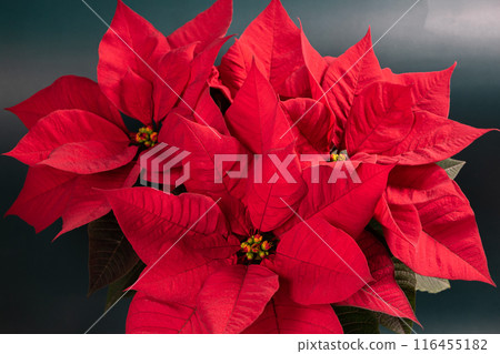 Red poinsettia Christmas flower on a dark background Red poinsettia Christmas flower on a dark background 116455182