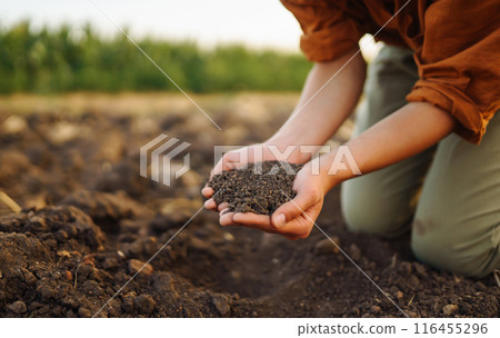 Female Hand of expert farmer collect soil and checking soil health before growth a seed of vegetable Female Hand of expert farmer collect soil and checking soil health before growth a seed of vegetable 116455296