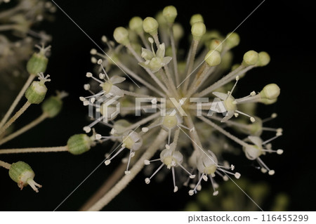 天然植物、花卉都在夏季。雌雄同體和雄花呈球形繖形花序;雌雄同體的花在左側可見。 天然植物、花卉都在夏季。雌雄同體和雄花呈球形繖形花序;雌雄同體的花在左側可見。 116455299