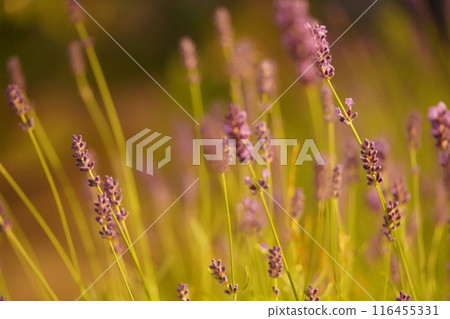 薰衣草田在晚上 116455331