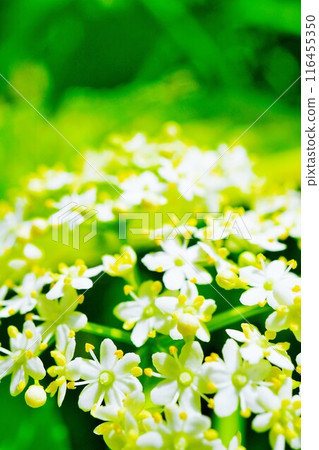 Elderflower, a plant that blooms in abundance in spring with small white flowers 116455350