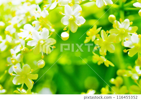 Close-up of a cute elderflower (Sambucus nigra) 116455352