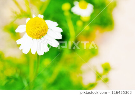 Close-up of a bright yellow tubular flower with a raised center of the garden herb German chamomile 116455363