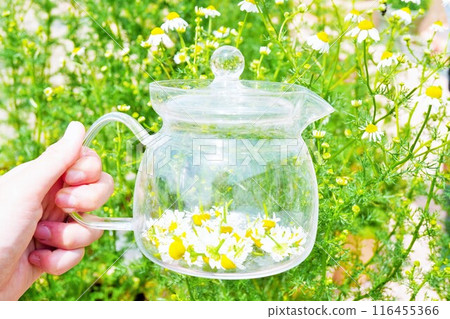 花園中洋甘菊葉背景下玻璃盆中的許多洋甘菊花,準備新鮮的花草茶 花園中洋甘菊葉背景下玻璃盆中的許多洋甘菊花,準備新鮮的花草茶 116455366