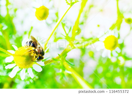 Close-up of a yellow fluffy honeybee collecting pollen from a chamomile flower Close-up of a yellow fluffy honeybee collecting pollen from a chamomile flower 116455372