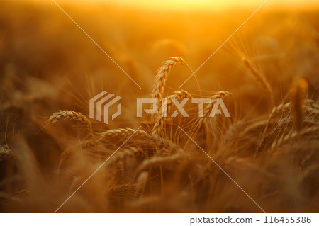 Ears of golden wheat close up at sunset. Growth nature harvest. Agriculture farm. Ears of golden wheat close up at sunset. Growth nature harvest. Agriculture farm. 116455386