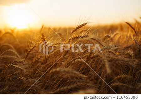 Ears of golden wheat close up at sunset. Growth nature harvest. Agriculture farm. 116455390