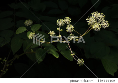 天然植物牛豆,五加科多年生植物。球形繖形花序看起來像煙火。 天然植物牛豆,五加科多年生植物。球形繖形花序看起來像煙火。 116455406