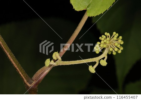 天然植物 Udo,七月中旬。當一些花已經盛開時,新的花梗開始生長。 天然植物 Udo,七月中旬。當一些花已經盛開時,新的花梗開始生長。 116455407