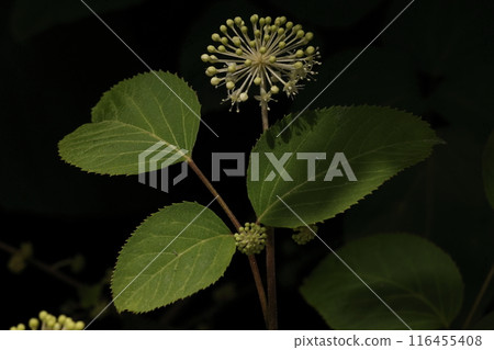 天然植物 Udo，原產於日本的野花。季節詞是晚春。 116455408