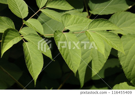 Nature Plants Aralia aralia, a perennial plant of the Araliaceae family. The leaves are bipinnate and can grow to about one meter in length. 116455409