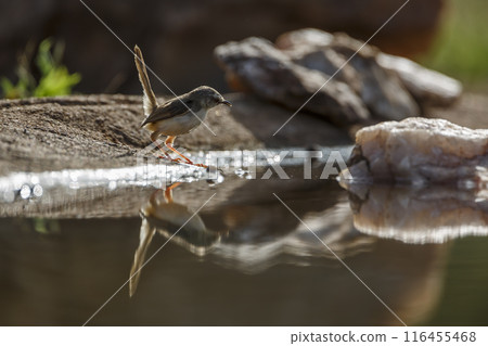 Black chested Prinia in Kruger National park, South Africa 116455468