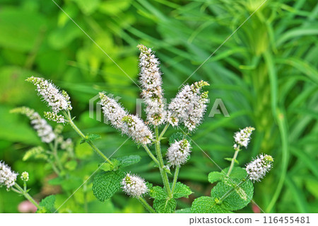 White flowers of the common mint (summer, June) 116455481