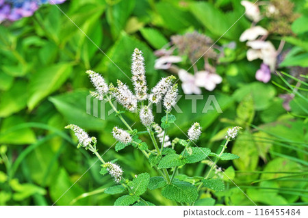 White flowers of the common mint (summer, June) White flowers of the common mint (summer, June) 116455484