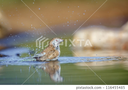 Blue breasted Cordonbleu in Kruger National park, South Africa 116455485