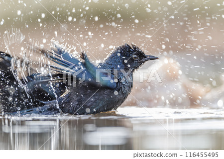 Cape Glossy Starling in Kruger National park, South Africa Cape Glossy Starling in Kruger National park, South Africa 116455495