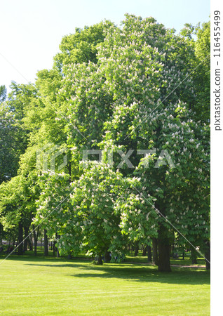 Blooming chestnut tree. Blooming chestnut tree. 116455499