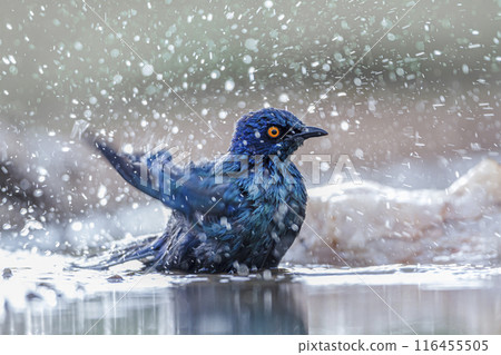 Cape Glossy Starling in Kruger National park, South Africa 116455505