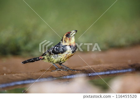 Crested Barbet in Kruger National park, South Africa 116455520