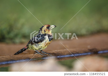 Crested Barbet in Kruger National park, South Africa 116455521