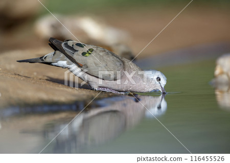 Emerald spotted Wood-Dove in Kruger National park, South Africa Emerald spotted Wood-Dove in Kruger National park, South Africa 116455526