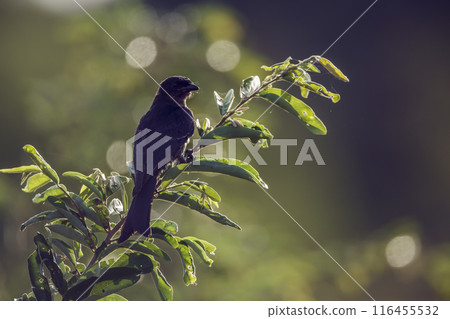 Fork tailed Drongo in Kruger National park, South Africa Fork tailed Drongo in Kruger National park, South Africa 116455532