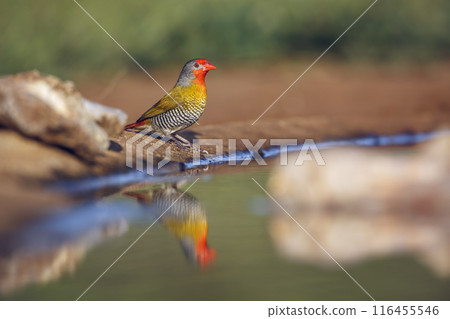 Green winged Pytilia in Kruger National park, South Africa 116455546