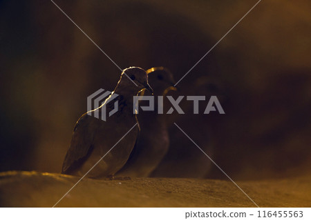 Laughing Dove in Kruger National park, South Africa 116455563
